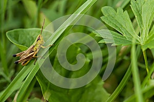 grasshopper in meadow