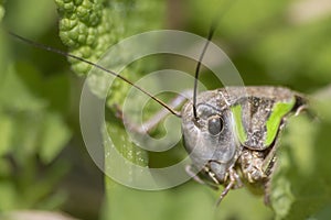 Grasshopper in a meadow with a detailed eye