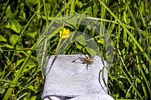 A grasshopper on the meadow grass and yellow flower of creeping buttercup