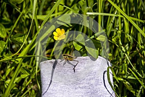 A grasshopper on the meadow grass and yellow flower of creeping buttercup