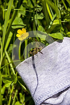 A grasshopper on the meadow grass and yellow flower of creeping buttercup