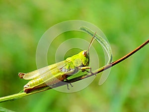 Grasshopper on meadow plant in wild nature