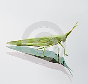 Grasshopper on a mirror