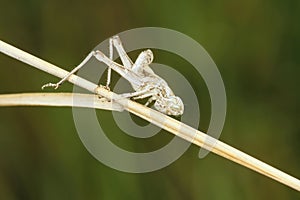 Grasshopper molt shell