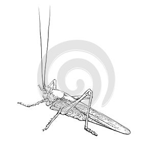 Grasshopper. Monochrome locust, insect. Vector illustration.