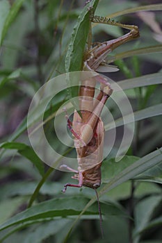 A grasshopper is moulting on branch.