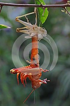 A grasshopper is moulting on branch.