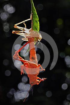 A grasshopper is moulting on branch.