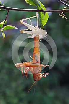 A grasshopper is moulting on branch.