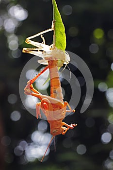 A grasshopper is moulting on branch.