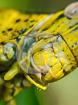 Grasshopper mouth in close-up photography