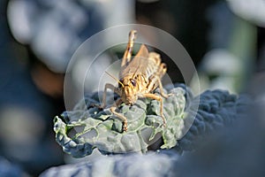 A Grasshopper Munching on Kale