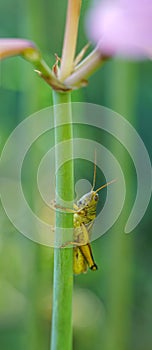 Grasshopper on Naked Lady Wildflower