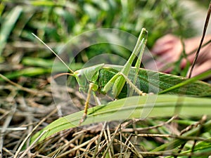 A grasshopper with the name great green bush cricket