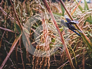 The grasshopper and natural beauty in summer