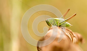 Grasshopper in nature. close
