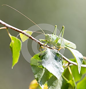 Grasshopper in nature. close-up