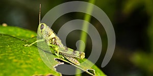 Grasshopper, North Sulawesi, Indonesia