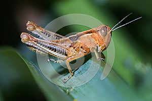Grasshopper Nymph