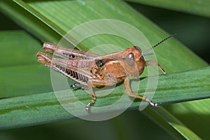 Grasshopper Nymph