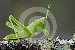 Grasshopper nymph