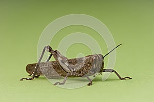 Grasshopper nymph on green background.