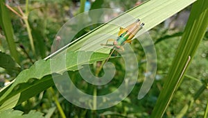 A Grasshopper Nymph on a Green Leaf