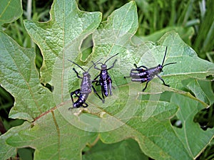 Grasshopper nymphs, Chromacris speciosa, on leaf