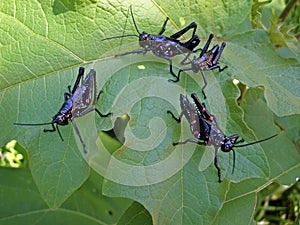 Grasshopper nymphs, Chromacris speciosa, on leaf
