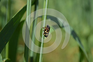 Grasshopper on oat stem