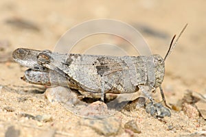 Grasshopper Oedipoda caerulescens