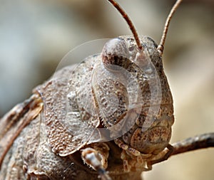 Grasshopper Oedipoda caerulescens close-up photo