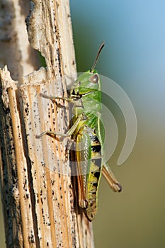 Grasshopper (Omocestus Viridulus)