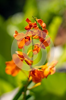 Grasshopper on orange orchid