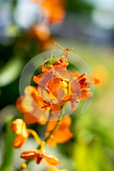 Grasshopper on orange orchid