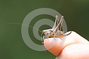 Grasshopper (Orthoptera)