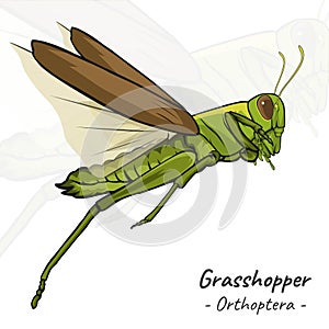 Grasshopper Orthoptera illustration