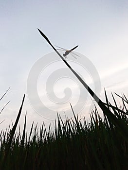 Grasshopper of paddy field.