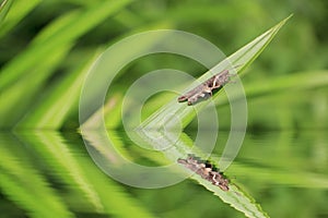 Grasshopper on pandan leaf