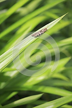 Grasshopper on pandan leaf