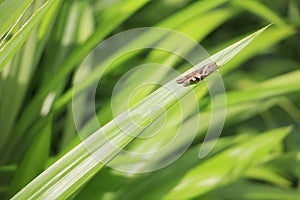 Grasshopper on pandan leaf