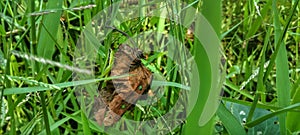 grasshopper perched on dry leaf isolated grass background