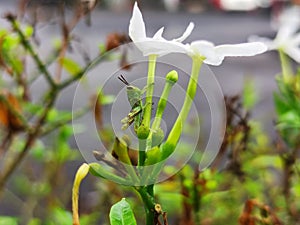 grasshopper perched on flower stem