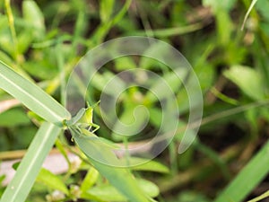 Grasshopper Perched on a Grass Leaf