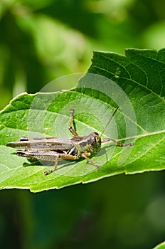 Grasshopper Perched on Green Leaf