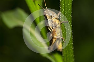 Grasshopper perched on a green stem , in the garden