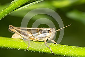 Grasshopper perched on a green stem , in the garden