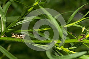 Grasshopper perched on a green stem , in the garden