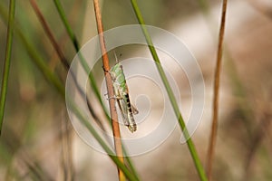 A grasshopper perching on a plant stem in a meadow in springtime.