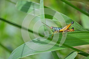 Grasshopper